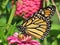 Monarch Butterfly in the Pink Zinnia Garden