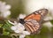 Monarch butterfly pollinating an apple blossom