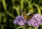 Monarch butterfly pollinating a purple flower