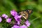 Monarch butterfly pollinating purple phlox