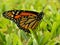 Monarch Butterfly Posing in Grass