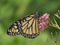 Monarch Butterfly In Profile on Milkweed