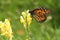 Monarch butterfly profile on yellow wildflower