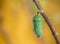 Monarch Butterfly Pupae