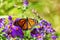 Monarch butterfly on purple asters flowers in Autumn nature garden background. Butterflies flying outdoor