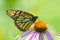 Monarch Butterfly on Purple Coneflower on plain green