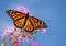 Monarch butterfly on a purple Crape Myrtle