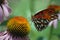 Monarch Butterfly on Purple Echinacea Plant