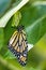 Monarch butterfly readyjust emerged  from its chrysalis.