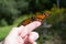 Monarch Butterfly Release