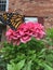After Monarch butterfly release, sits on flower