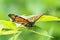 a monarch butterfly resting on the leaves of a plant outside