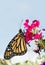 Monarch butterfly resting on magenta flowers