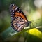 Monarch Butterfly Resting on Milkweed in Meadow