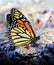 Monarch Butterfly Resting on a Pinecone