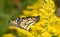 Monarch butterfly resting on a yellow Goldenrod flower