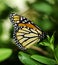 A Monarch Butterfly rests in a Colorado garden.