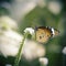 Monarch butterfly seeking nectar on a flower