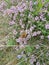 Monarch Butterfly sitting on flowers