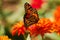 A monarch butterfly sitting on an orange flower surrounded by orange flowers.