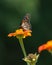 Monarch butterfly sitting of a pretty flower in a garden in New Jersey