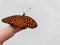 Monarch butterfly sitting on the tip of the finger, white background, Caption space,