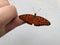 Monarch butterfly sitting on the tip of the finger, white background, Caption space,