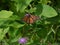 Monarch butterfly spreads wings on purple aster