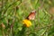 Monarch butterfly sucking juice from marigold flower