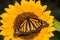 Monarch Butterfly on a sunflower