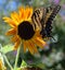 Monarch Butterfly on a Sunflower