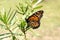 Monarch butterfly on swan plant