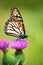 Monarch Butterfly on Thistle flower close up