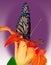 Monarch Butterfly on Tiger Lily