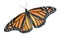 Monarch butterfly top view isolated