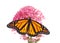 Monarch butterfly, top view with wings open, on pink Egyptian Star Cluster flowers