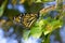 Monarch Butterfly in a tree withe blue sky