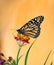 Monarch butterfly on tropical milkweed flowers