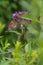 Monarch Butterfly Upside Down on a Flower