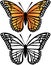 Monarch Butterfly Vector Illustration