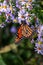Monarch Butterfly Vertical