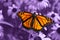 Monarch Butterfly on Violet Background - Danaus plexippus