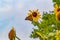 Monarch butterfly, wanderer, common tiger on yellow flower, sunflower