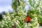 Monarch butterfly on the white asters