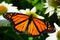 Monarch butterfly on white cone flowers