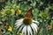 Monarch butterfly on white coneflower