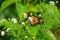 Monarch butterfly on wild fleabane wildflower