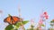 Monarch butterfly on wild flower, wildflowers bloom, garden or medow, spring sky