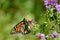 Monarch Butterfly on Wild Purple Asters