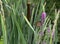 Monarch butterfly on wildflower